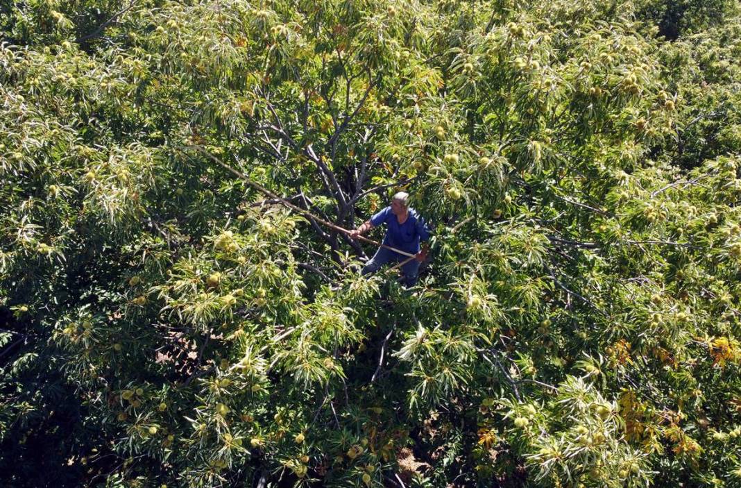 İlk ürün o kentte toplanıyor: Arapların yeni gözdesi! Yurt dışına ihraç ediliyor 3
